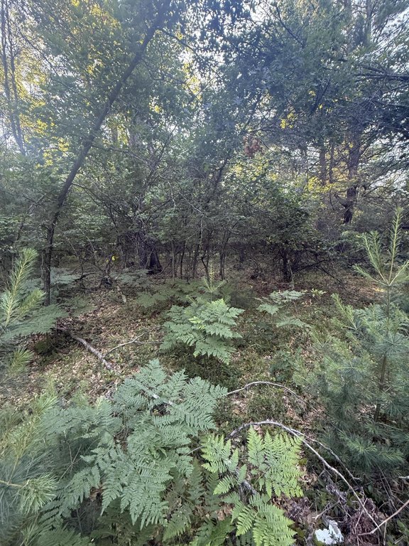 Picture 8