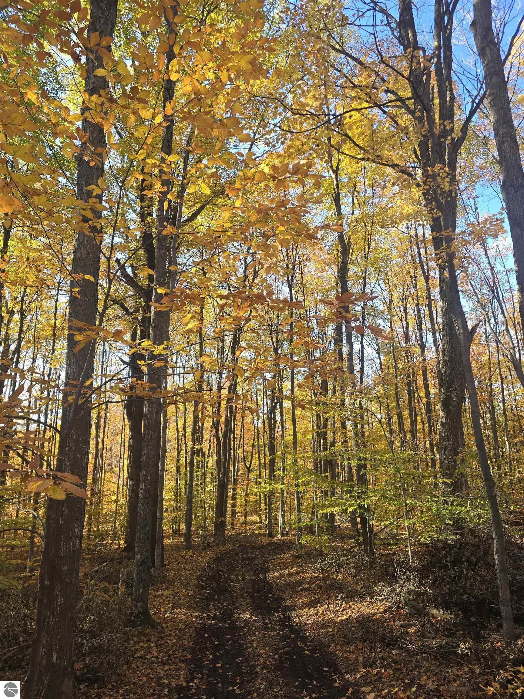 Secluded Wooded Land in Mancelona