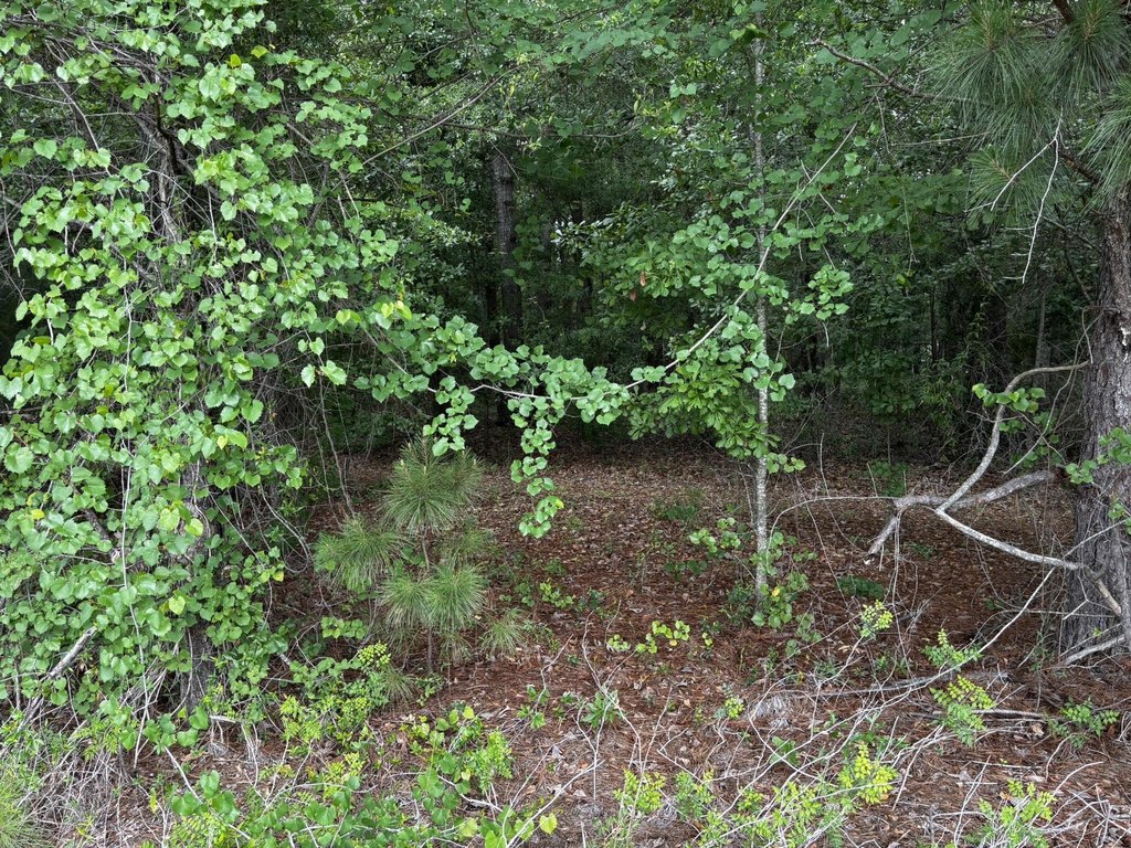 Picture 3