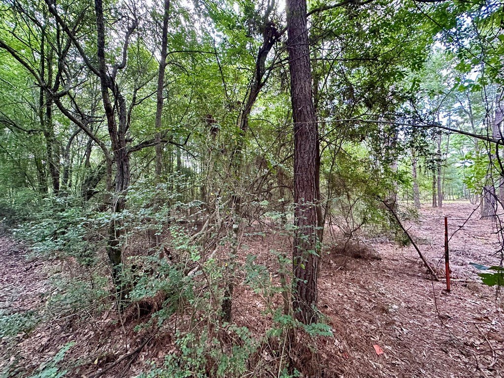 Picture 5