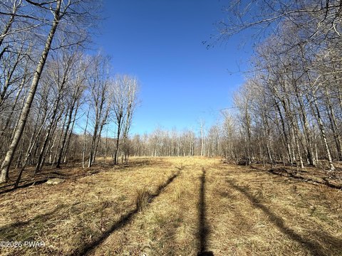 Cleared Land in Duck Harbor