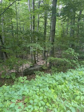 3-Bedroom Wastewater-Approved Building Lot