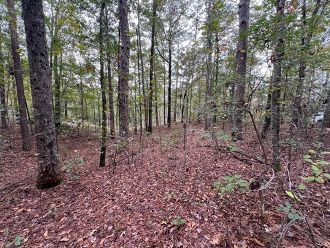 Unrestricted Land in Arley, Alabama