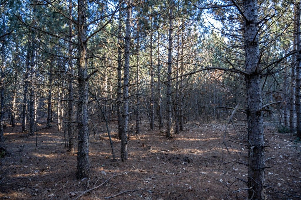 Picture 5