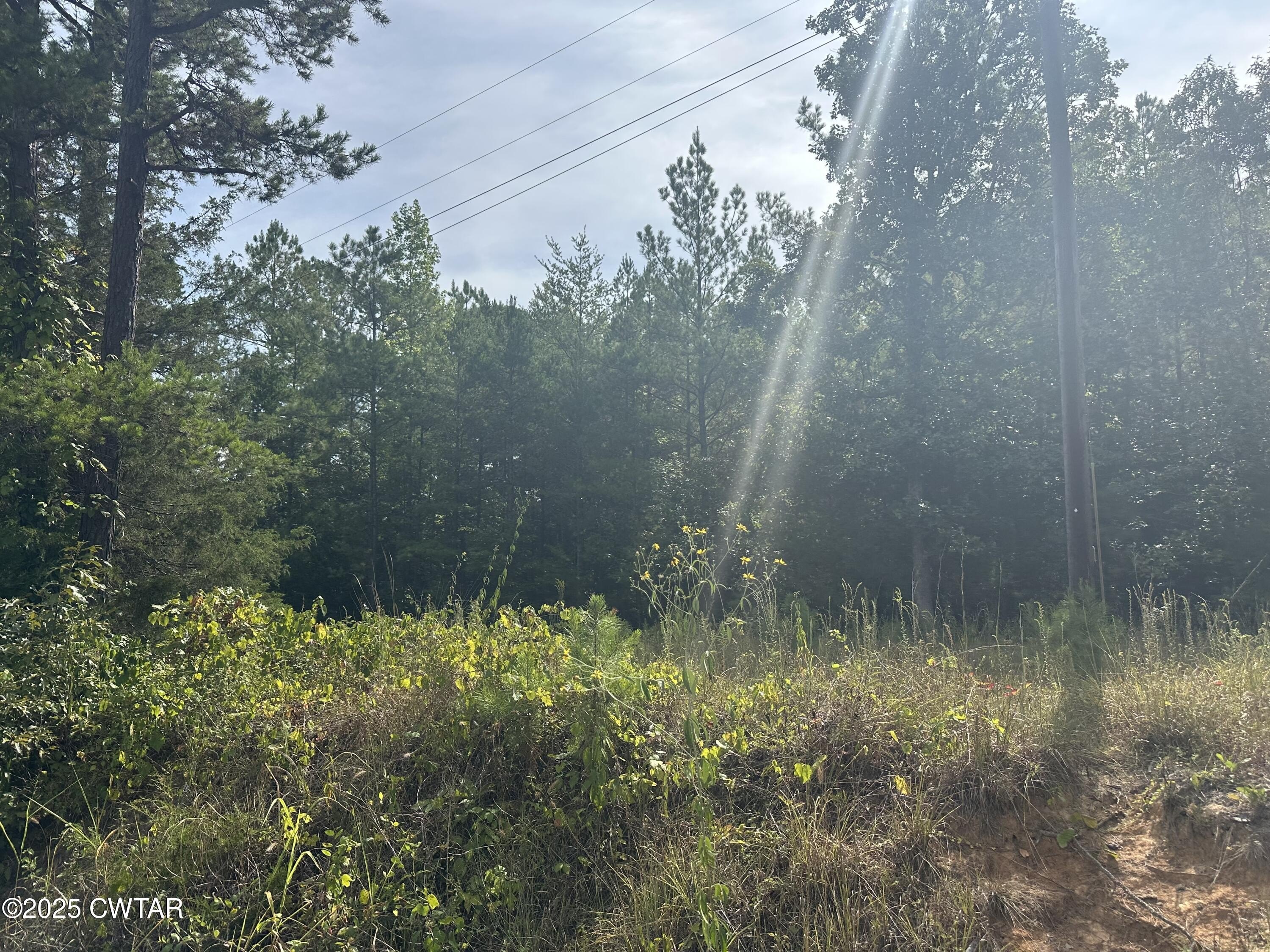 Unrestricted Wooded Land in Henderson, TN