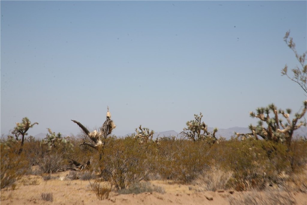 Picture 25
