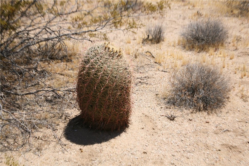 Picture 39