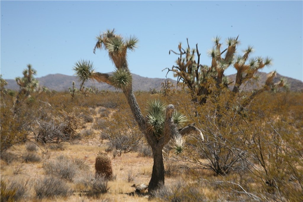 Picture 40