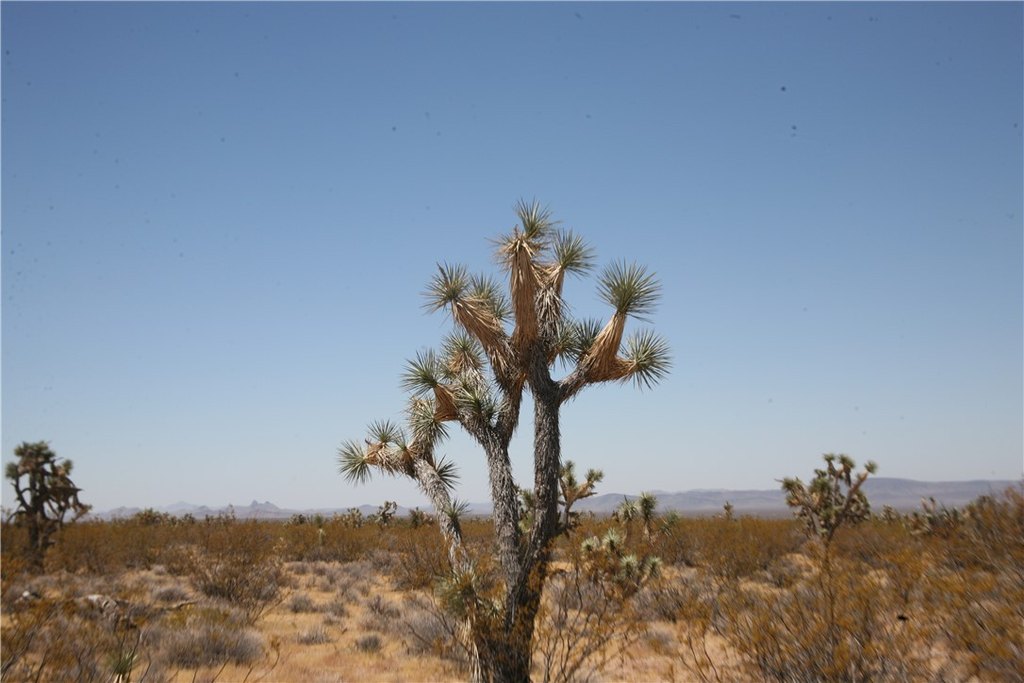 Picture 44