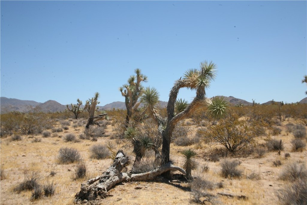 Picture 41