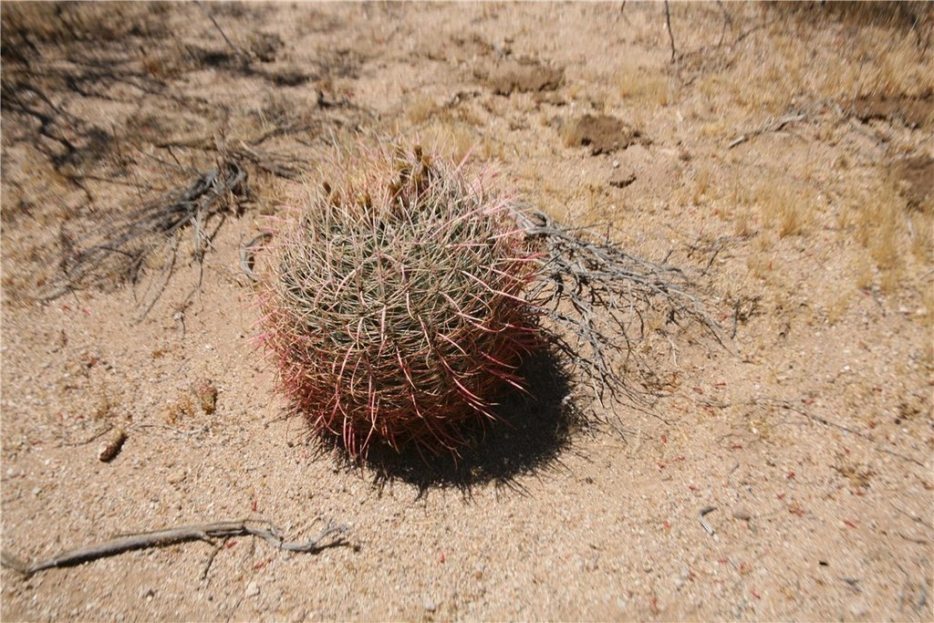 Picture 45