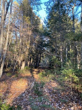 Wooded Land in Madison, Maine
