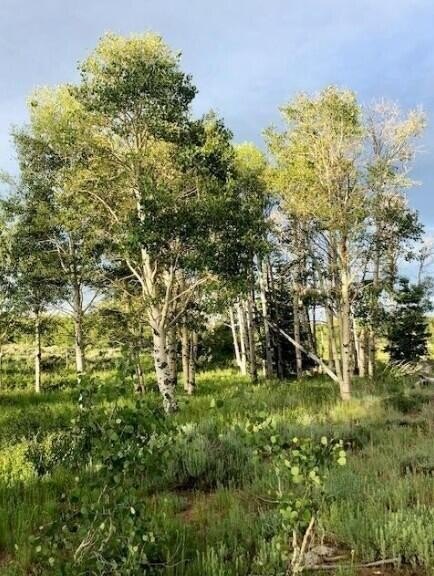 Kolob Mountain Cabin Lot