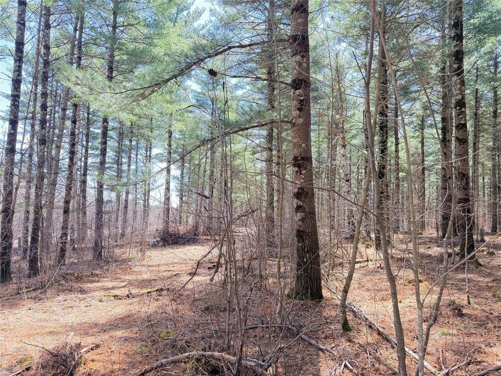 Picture 31