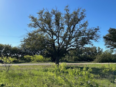 Build-Ready Interior Lot with Road Frontage