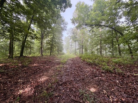 Wooded Hunting Tract with Timber