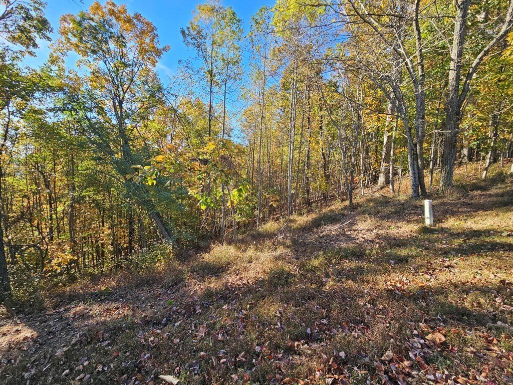 Picture 5