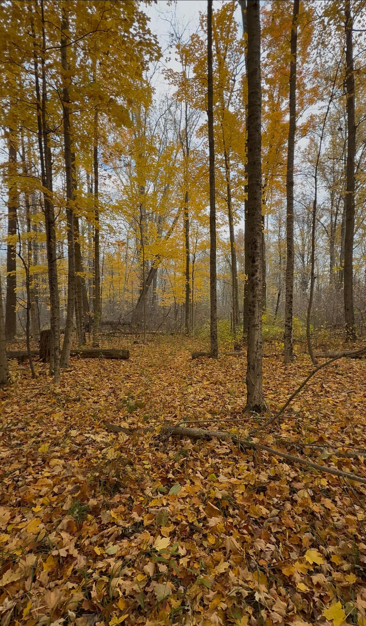 8 Acres of Land, Gobles