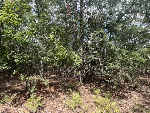 Beech Island Wooded Lot