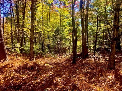 Land in Thornhurst, Pennsylvania