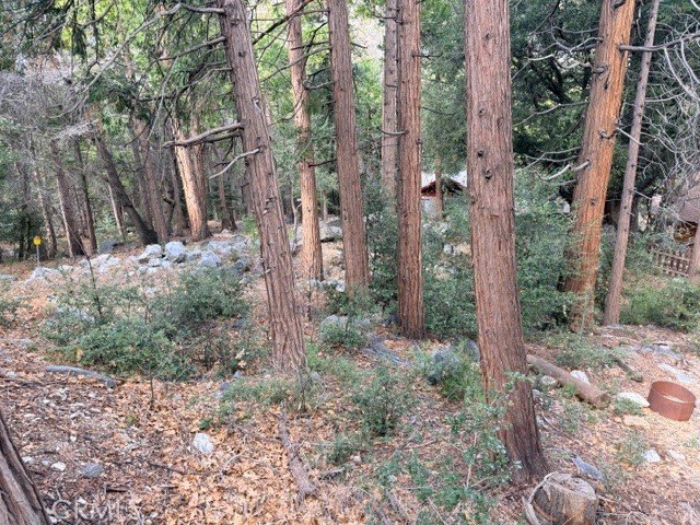 Treed Lot Backing National Forest