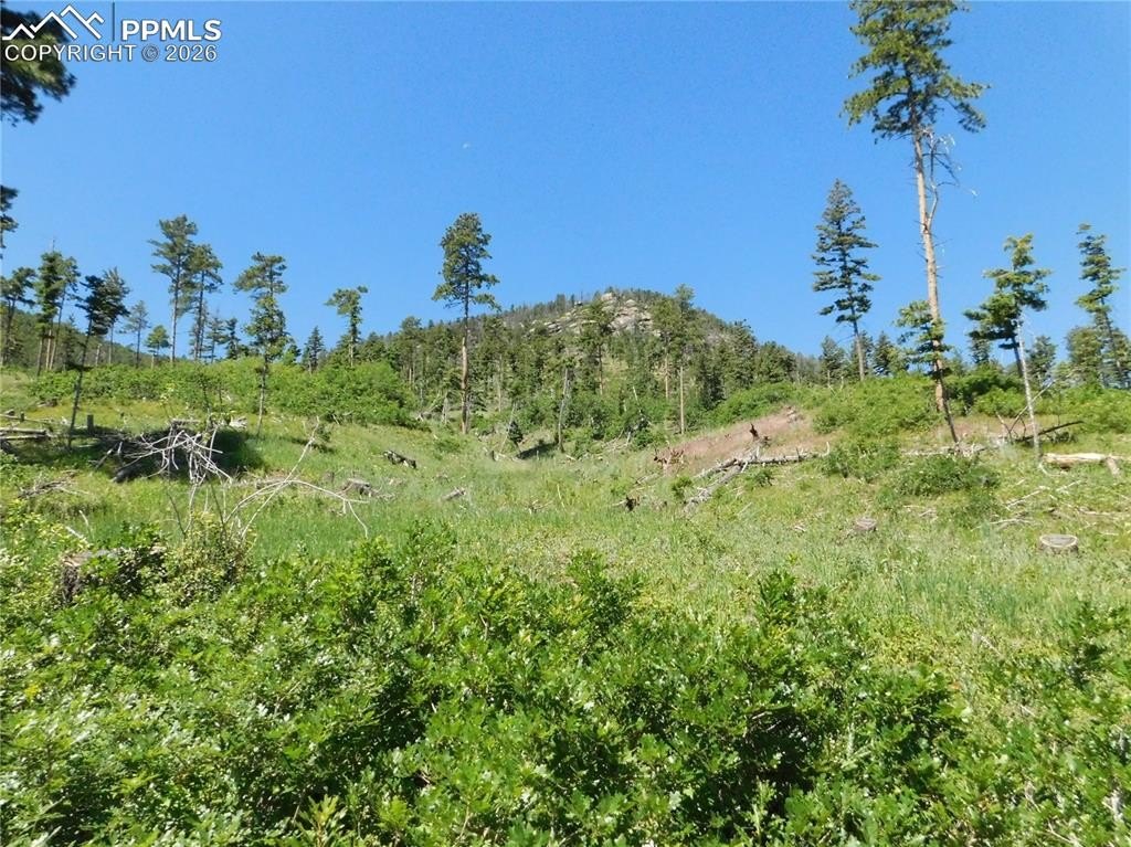 Larkspur Land with Mountain Views