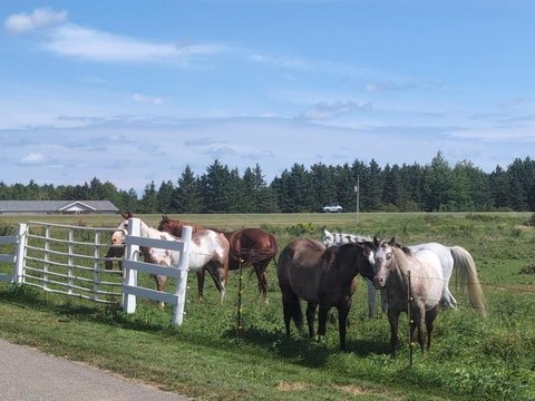 Horse Ranch with Riding Arena