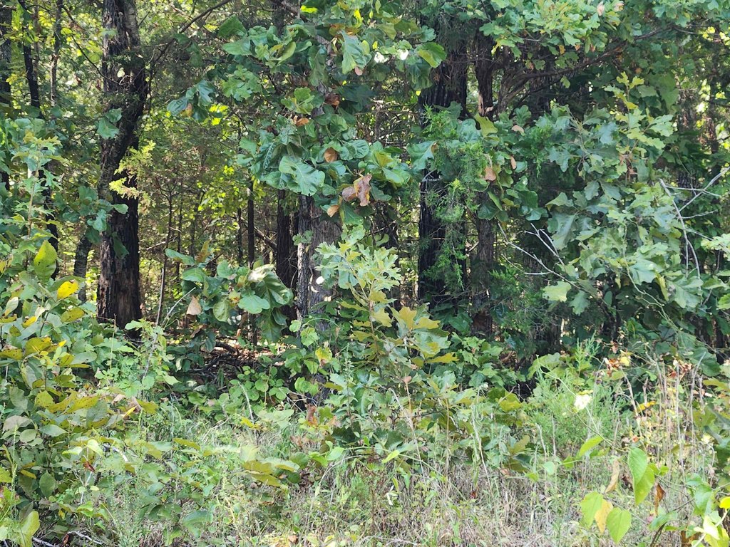 Picture 8
