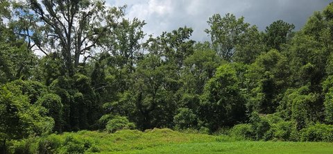 Greenwood Land For Sale