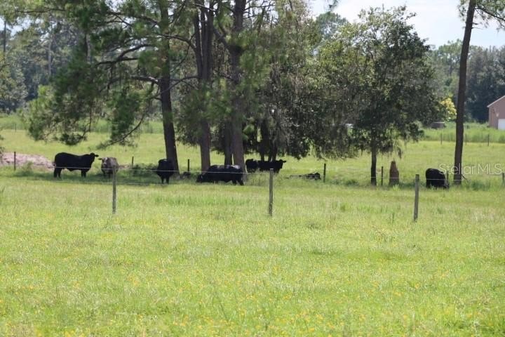 Picture 42