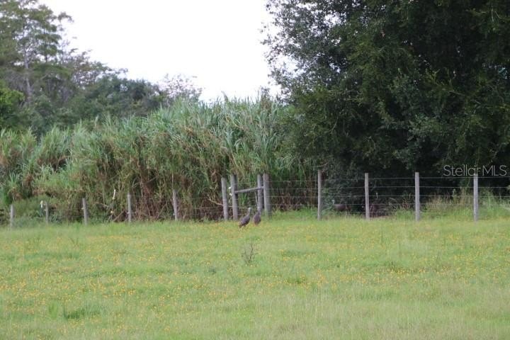 Picture 37