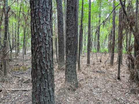 Forest and Hunting Land Tract