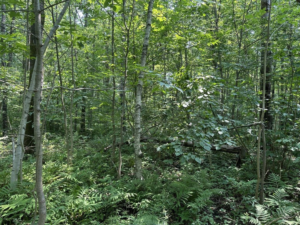 Picture 45