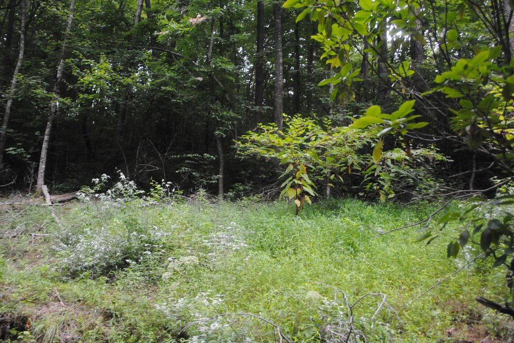 Picture 39