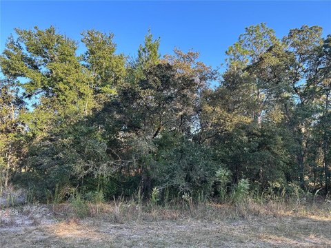Wooded Building Lot