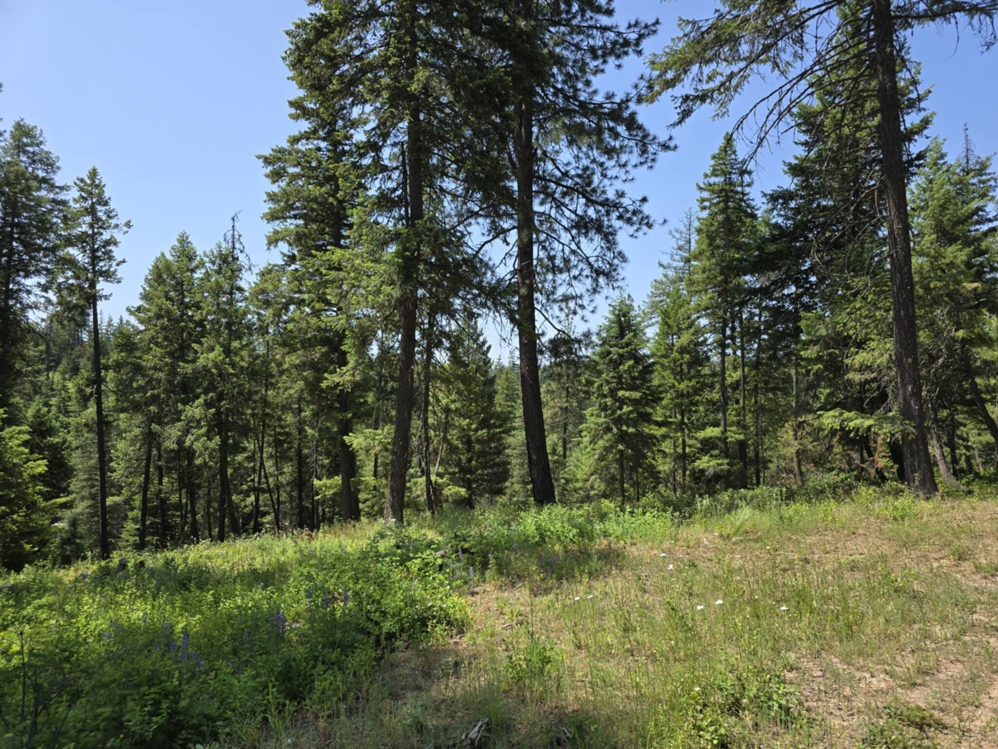 Acreage - SPRINGDALE, WA