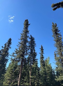 LAND, Salcha, AK