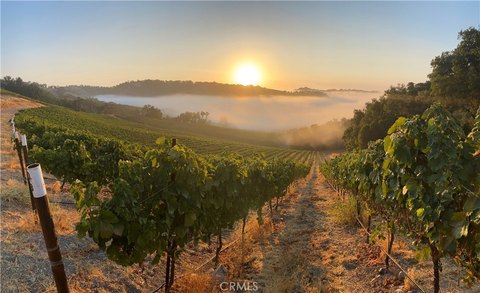 Paso Robles Vineyard Opportunity