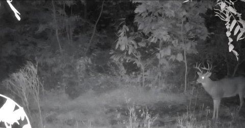 Secluded Land with Income Potential