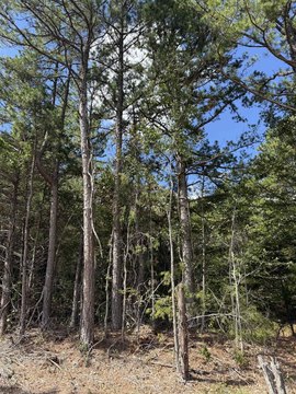 Vacant Land, Elizabeth, AR