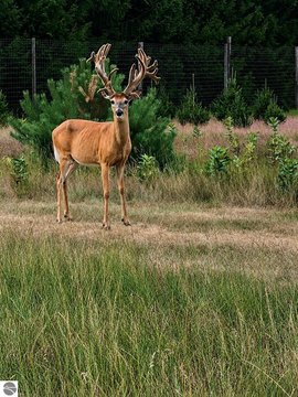 Fenced Hunting Land Preserve