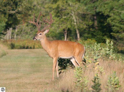 Fenced Hunting Land Preserve