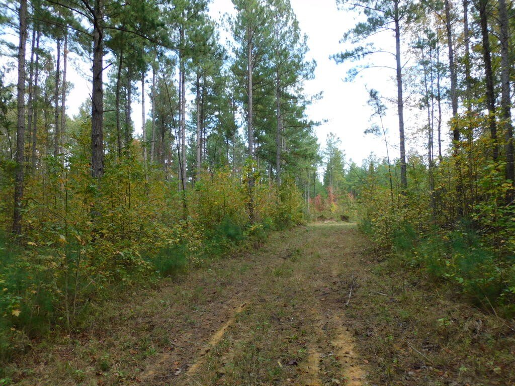 Picture 8