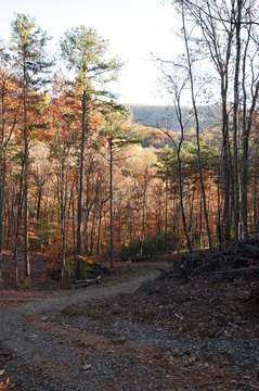 Private Wooded Acreage with Gated Driveway