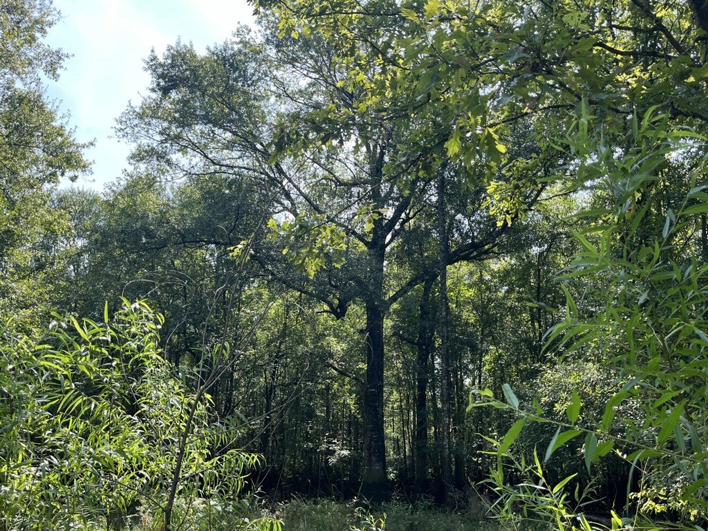 Picture 4