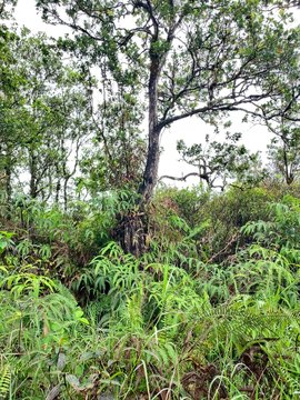 Acre Lot in Mountain View