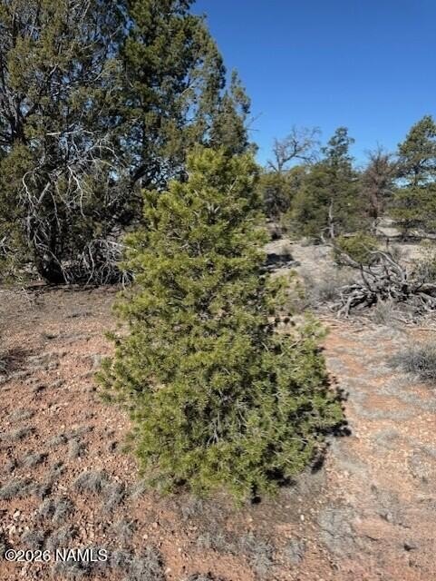 Treed Land Near State Trust