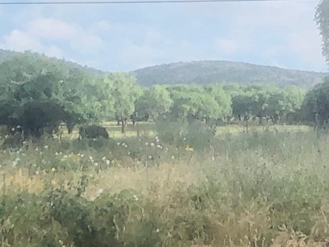 Kingsland, TX Cleared Lots