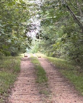 Secluded Hunting Land in Bogata, TX