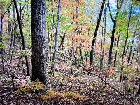5.7 Acres of Wooded Land